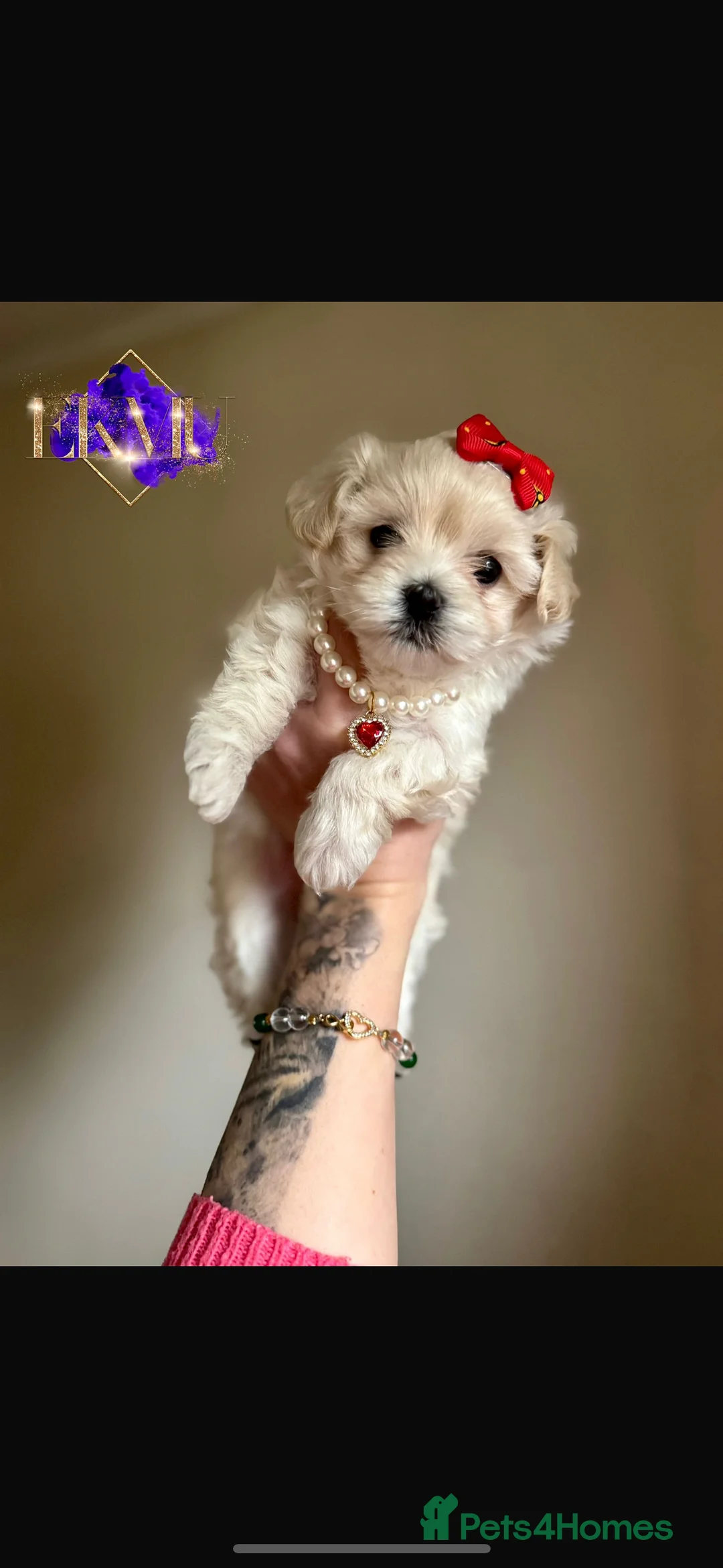 Toy Poodle dogs for stud:  **  Asian KC Toy Poodle for Stud DNA tested in Rickmansworth - Advert 34