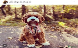 Cavapoo dogs for sale: Extensively Heslth Tested Cavapoo puppies  - Image 29