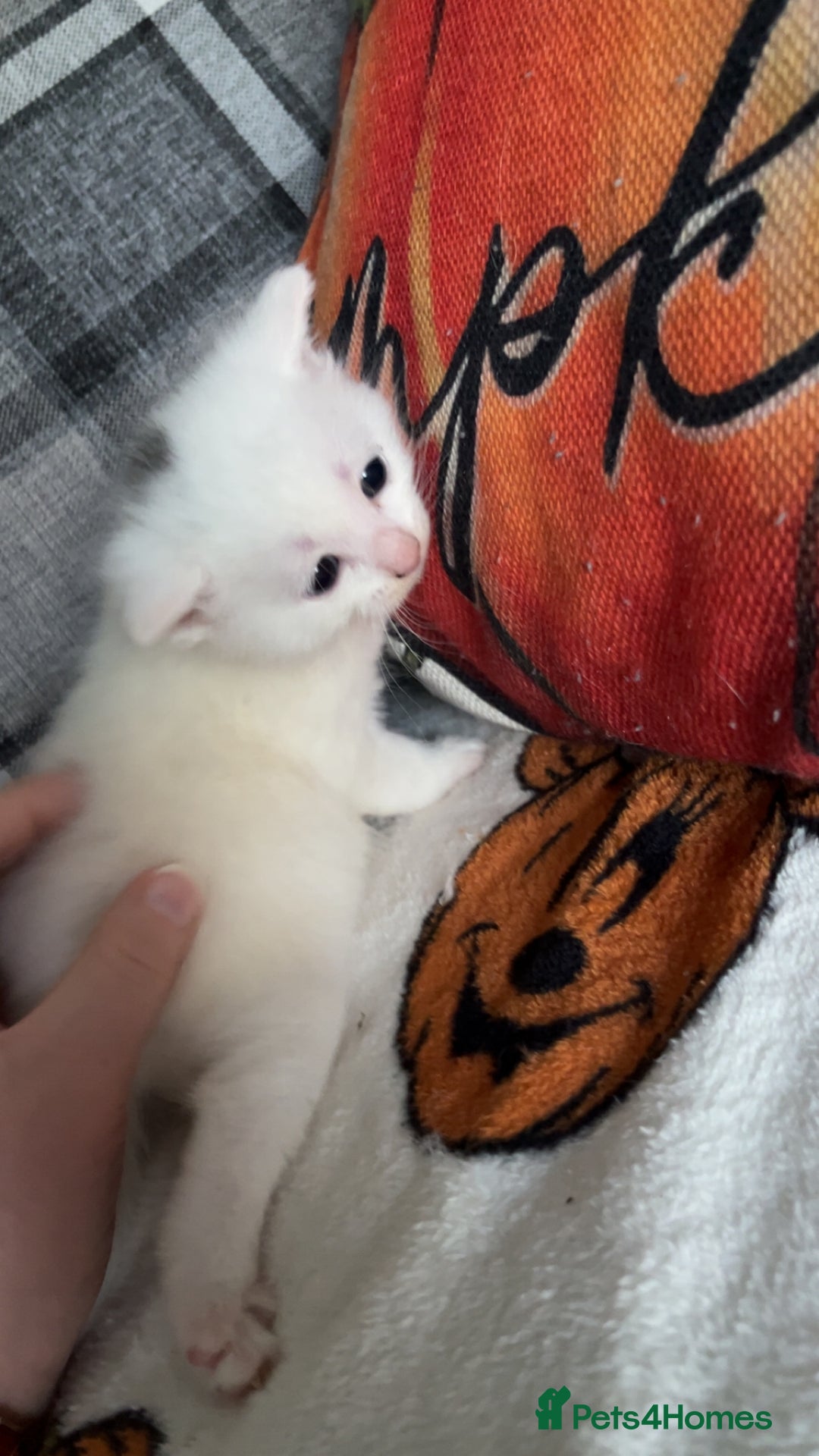Mixed Breed cats for sale: Kittens for sale 1 female and 1 male  - Image 3