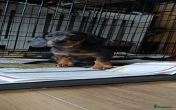Mixed Breed dogs for sale: 1x Female Puppy Dachshund Left  - Image 12