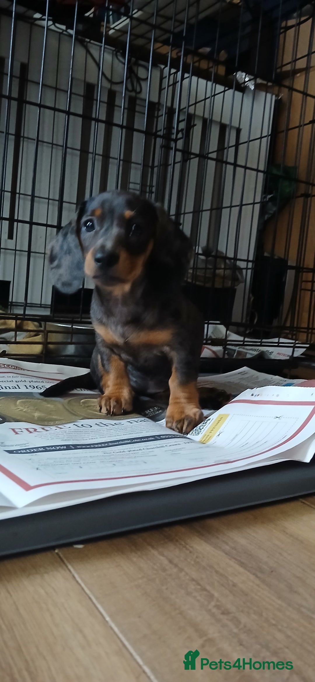 Mixed Breed dogs for sale: 1x Female Puppy Dachshund Left  - Image 12