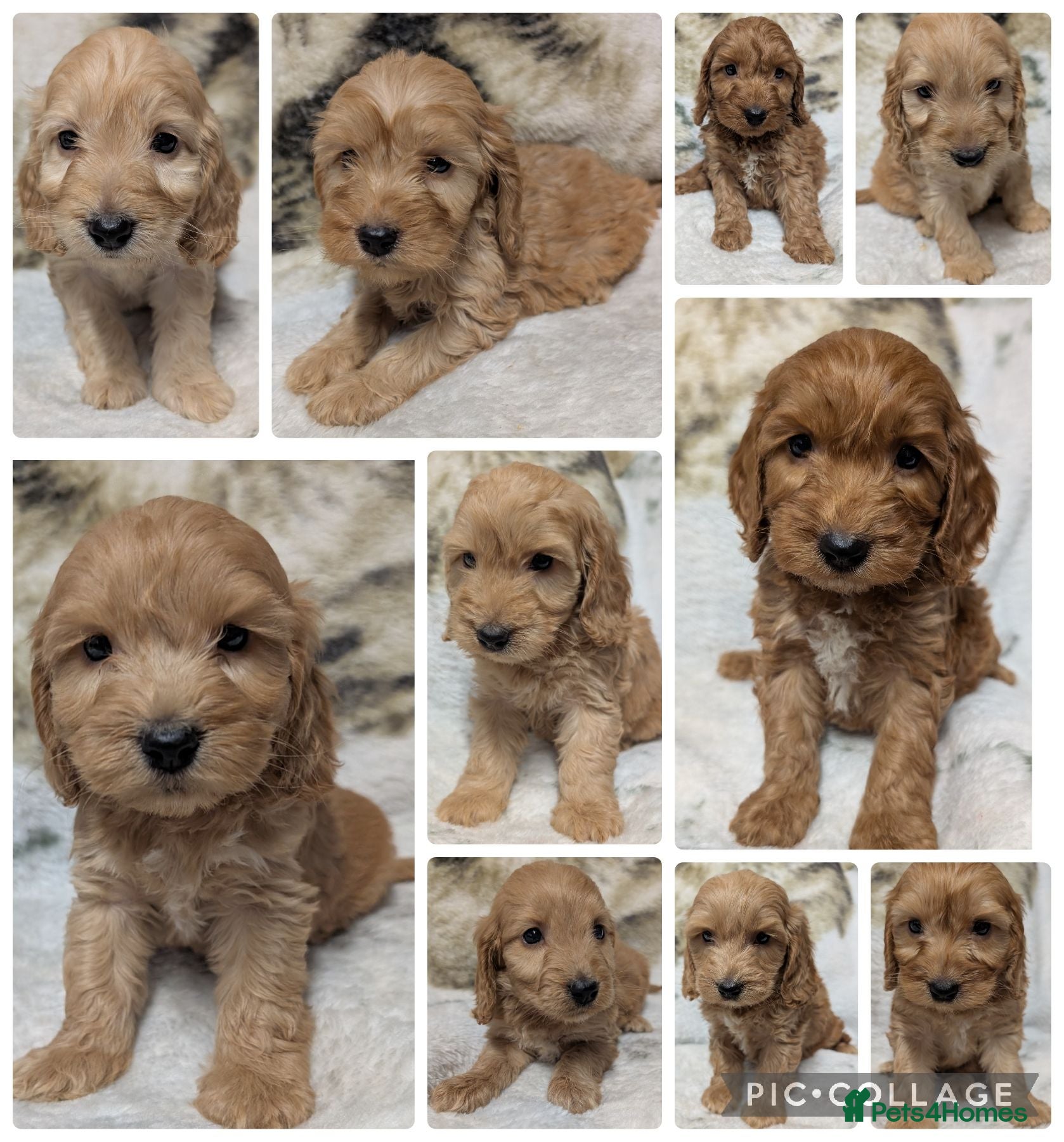 Cockapoo dogs Quality DNA Clear Cockapoo Puppies  - Advert 1