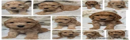 Cockapoo dogs for sale: Quality DNA Clear Cockapoo Puppies  - Advert 1