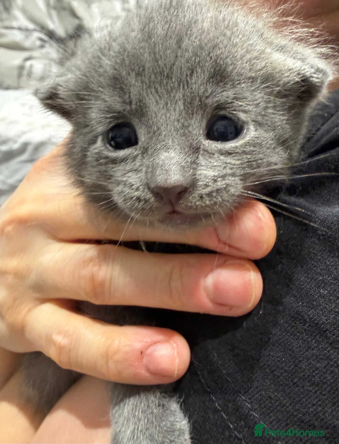 Mixed Breed cats for sale: Affectionate, beautiful cats - Advert 7