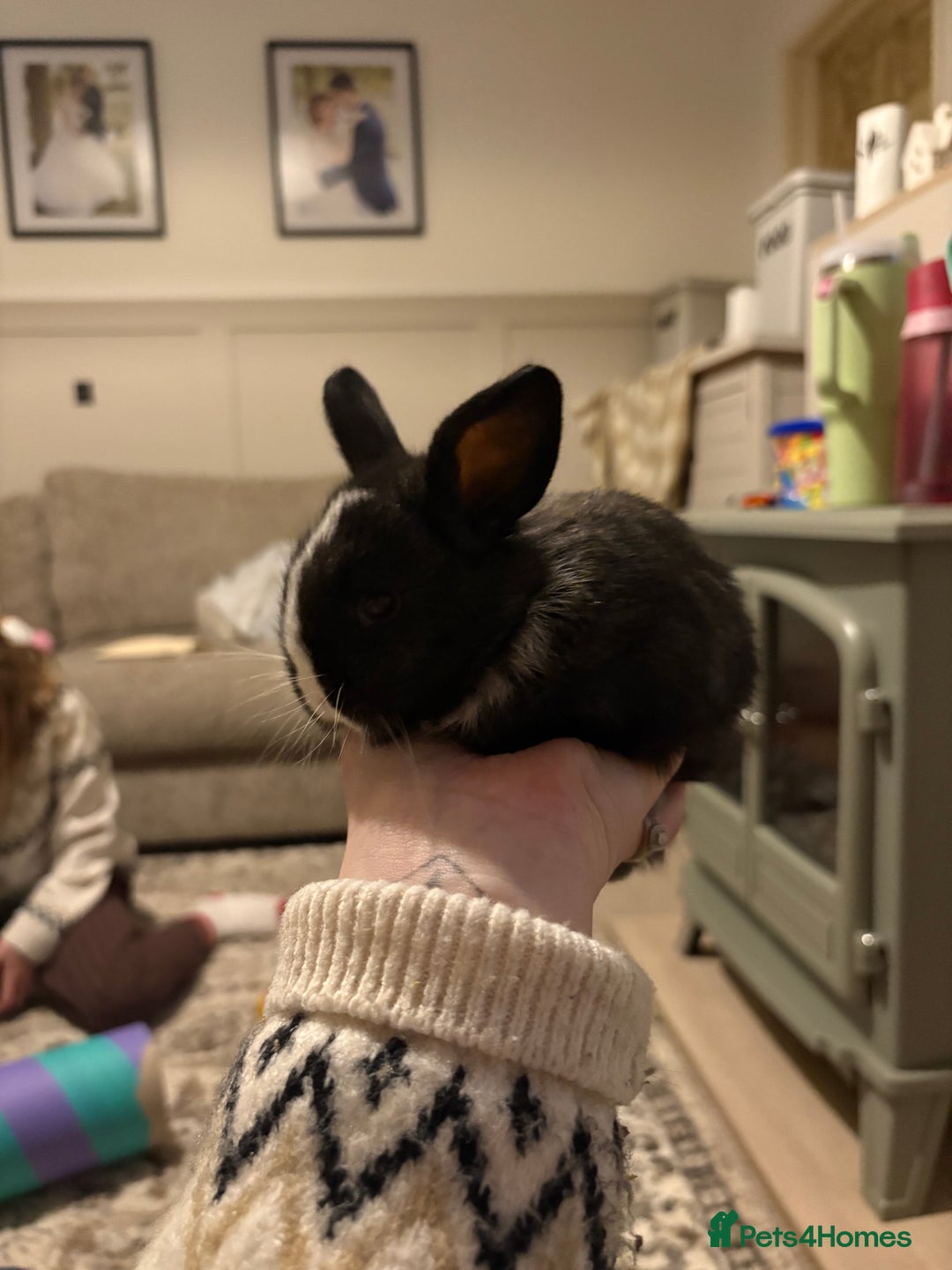 Mixed Breed rabbits for sale: 4X Mini Buns Netherland dwarf with French Lop - Advert 14