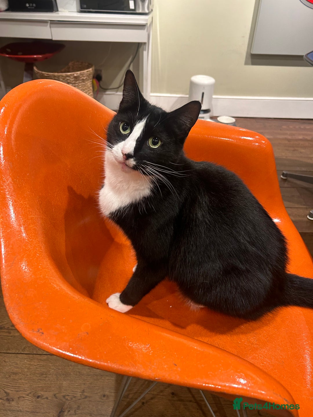 British Shorthair cats for sale: Affectionate lovely temperament Tuxedo Shorthair - Advert 5