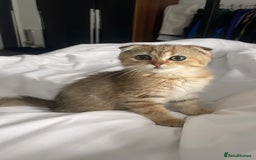 Scottish Fold cats for sale: Male Scottish Fold - Image 1