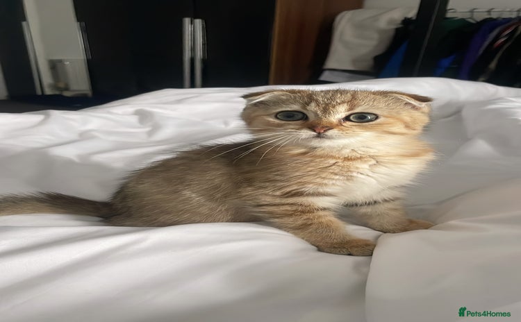 Scottish Fold cats - Advert 7