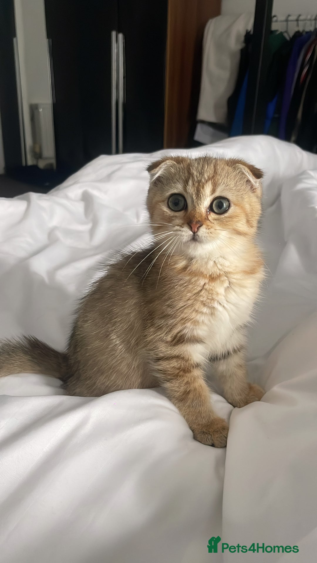 Scottish Fold cats for sale: Male Scottish Fold - Image 1