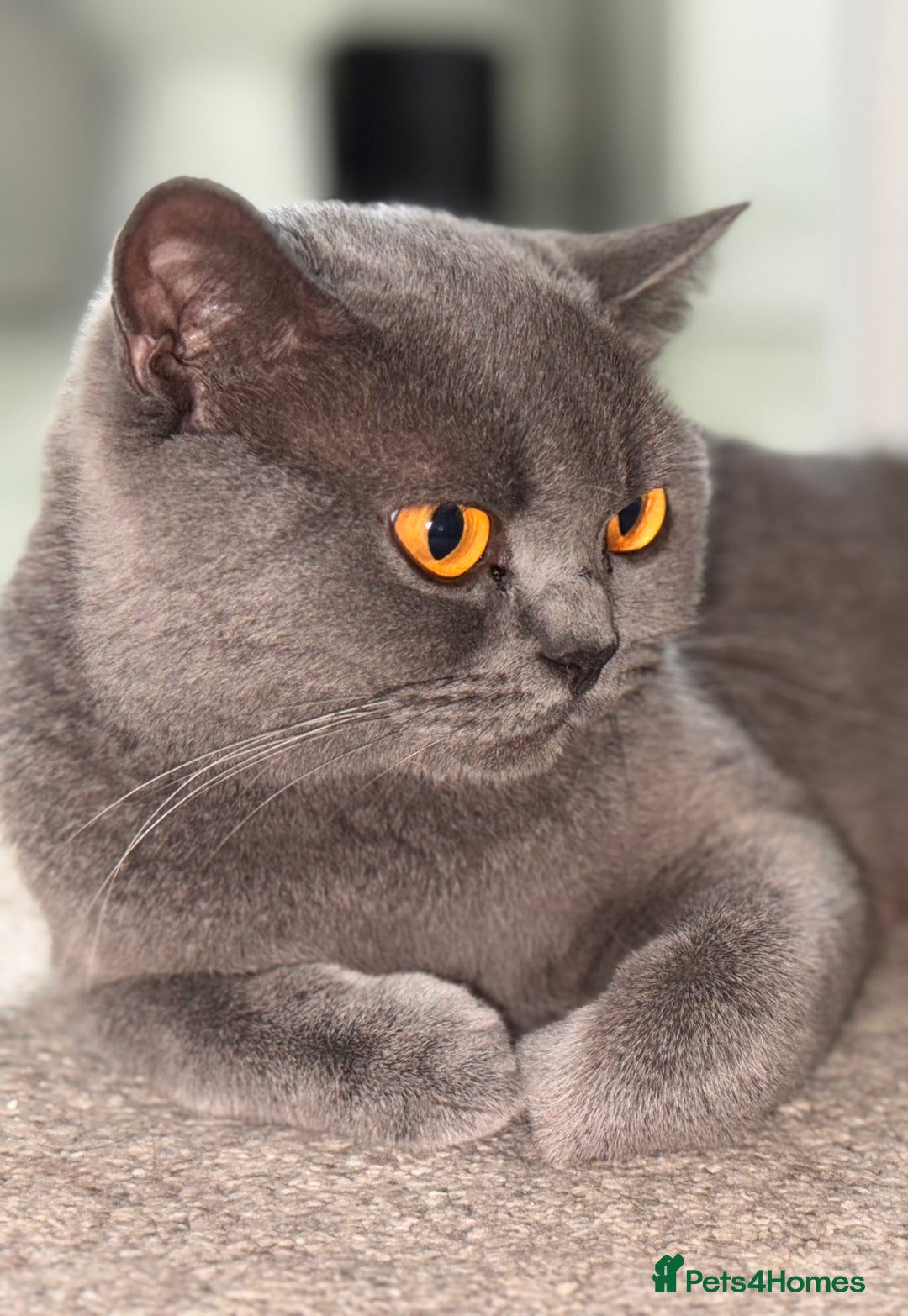British Shorthair cats for sale: Gccf active Championship British Shorthair Female - Advert 7