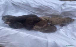 Cockapoo dogs for sale: Miniature f1 cockerpoos  - Image 15