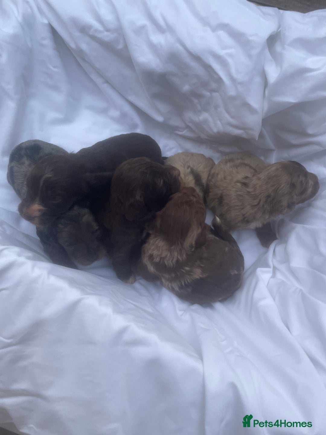 Cockapoo dogs for sale: Miniature f1 cockerpoos  - Image 15
