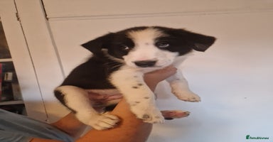 Border Collie dogs - Advert 9