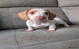 Miniature Dachshund dogs for sale: ✨ KC Piebald & Longhair Miniature Dachshund✨ - Image 4