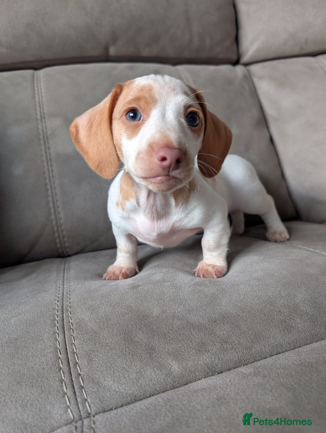 Miniature Dachshund dogs for sale: ✨ KC Piebald & Longhair Miniature Dachshund✨ - Image 4