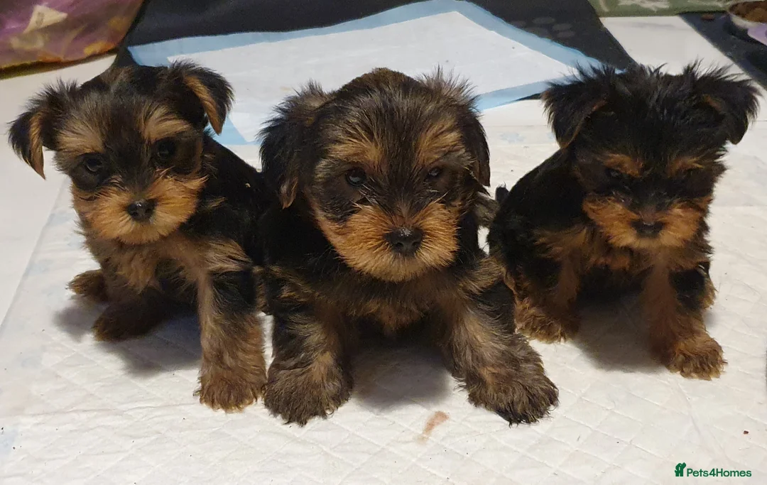 Yorkshire Terrier dogs for sale: Beautiful, pure breed Yorkshire terrier  - Advert 7