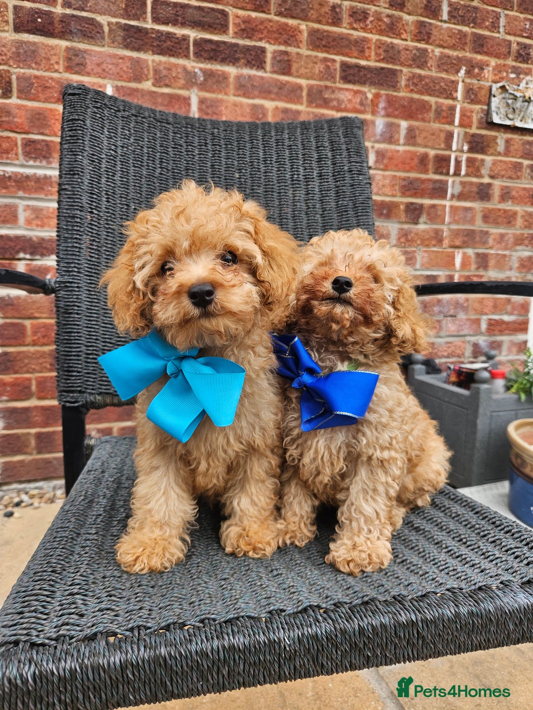 Cavapoo dogs for sale: F1b red cavapoo  - Image 14