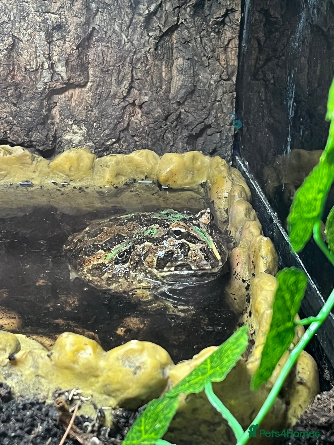 Frog reptiles for sale: Pac-Man frog & full set up - Image 3