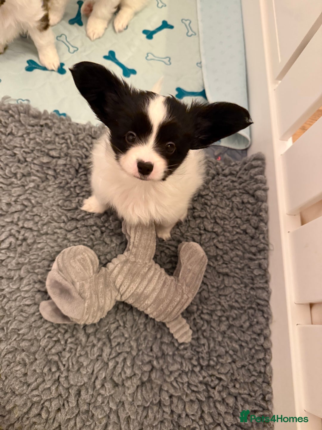 Papillon dogs for sale: KC reg hereditary clear papillon puppy for sale - Advert 16