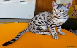 Bengal cats for sale: Exceptional Silver Rosetted Boy Available  - Advert 25