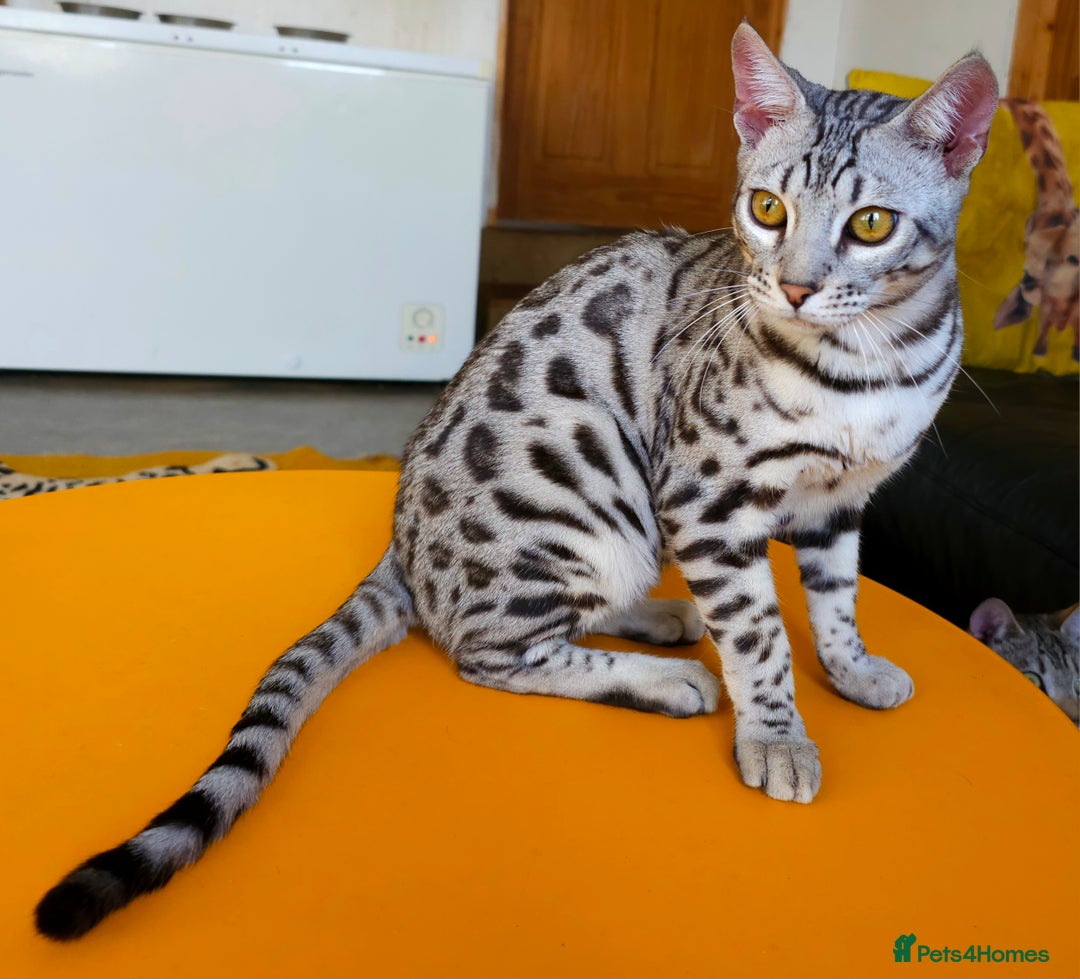 Bengal cats for sale: Exceptional Silver Rosetted Boy Available  - Advert 25