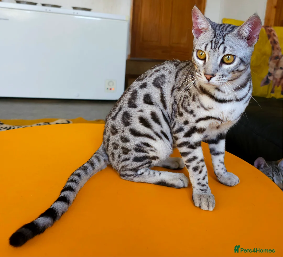 Bengal cats for sale: Exceptional Silver Rosetted Boy Available  - Advert 25