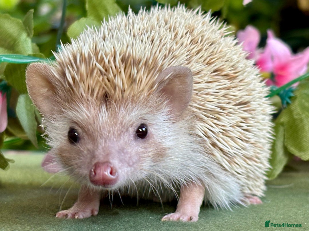 Pygmy Hedgehog rodents for sale: African Pygmy Hedgehog Ethically bred Girl 2 Boys  - Image 15