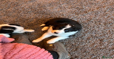 Border Collie dogs *1 LEFT* Beautiful Tri-colour border collies - Advert 3