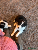 Border Collie dogs *1 LEFT* Beautiful Tri-colour border collies - Advert 3