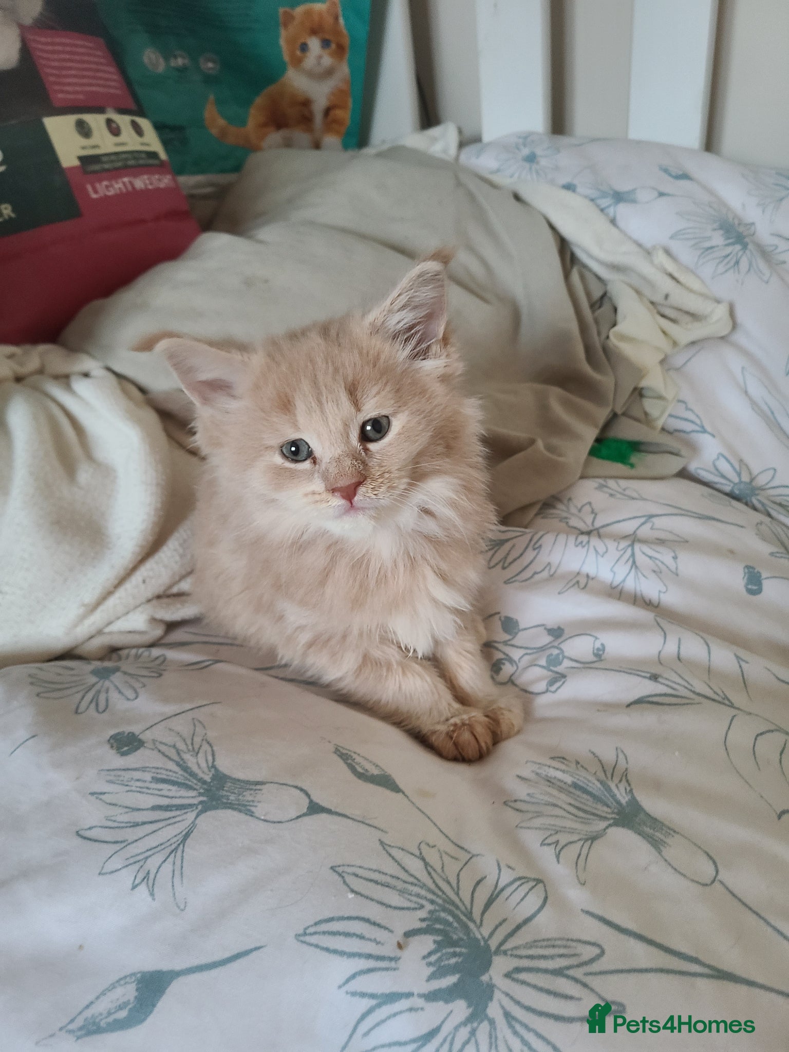 Maine Coon cats Full pedigree maine coon kittens  - Advert 2