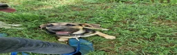 German Shepherd dogs for adoption: Maya – Young German Shepherd x Labrador Cross - Advert 22