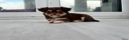 Chihuahua dogs for sale: Kc long haired female - Advert 3