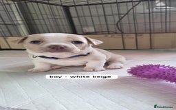 Mixed Breed dogs for sale: Adorable F1b Bullhuahua puppies - Image 3