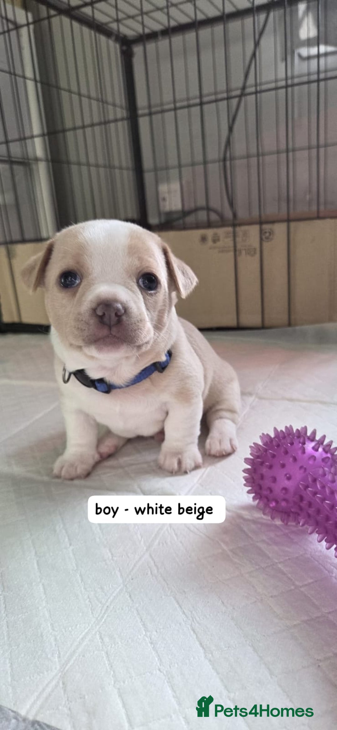 Mixed Breed dogs for sale: Adorable F1b Bullhuahua puppies - Image 3