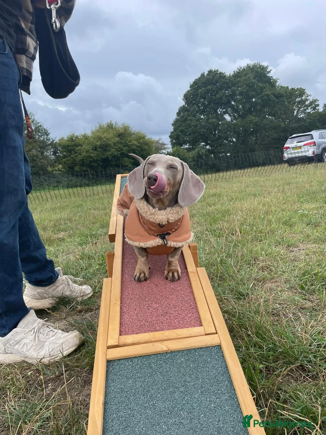 Miniature Dachshund dogs for sale: Beautiful Dachshund Male Puppies Ready now  - Advert 11