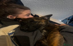 Mixed Breed dogs for sale: Shepherd Mix gorgeous girl for rehoming  - Image 12