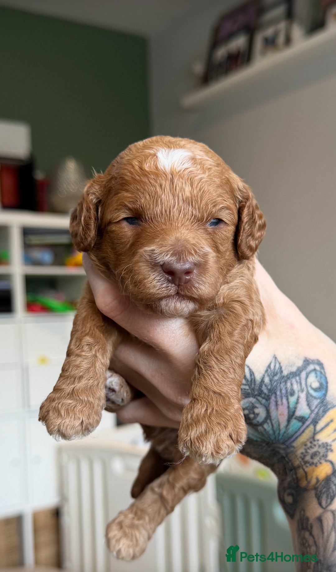 Cockapoo dogs for sale: Health tested Toy cockapoos. One girl left - Image 6