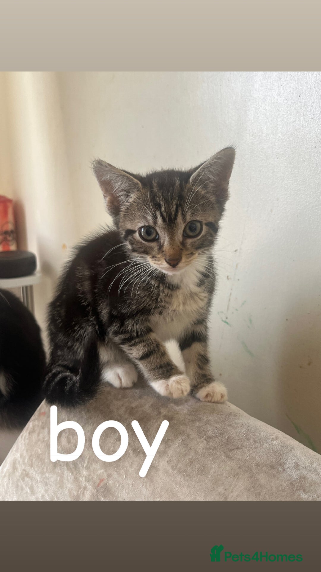 Mixed Breed cats for sale: 8 beautiful kittens for sale  - Image 4