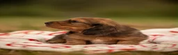 Miniature Dachshund dogs for sale: 2 Beautiful Longhair Miniature Dachshund Puppies - Advert 5