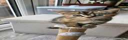 Mixed Breed cats for sale: 10 adorable kittens - Advert 17