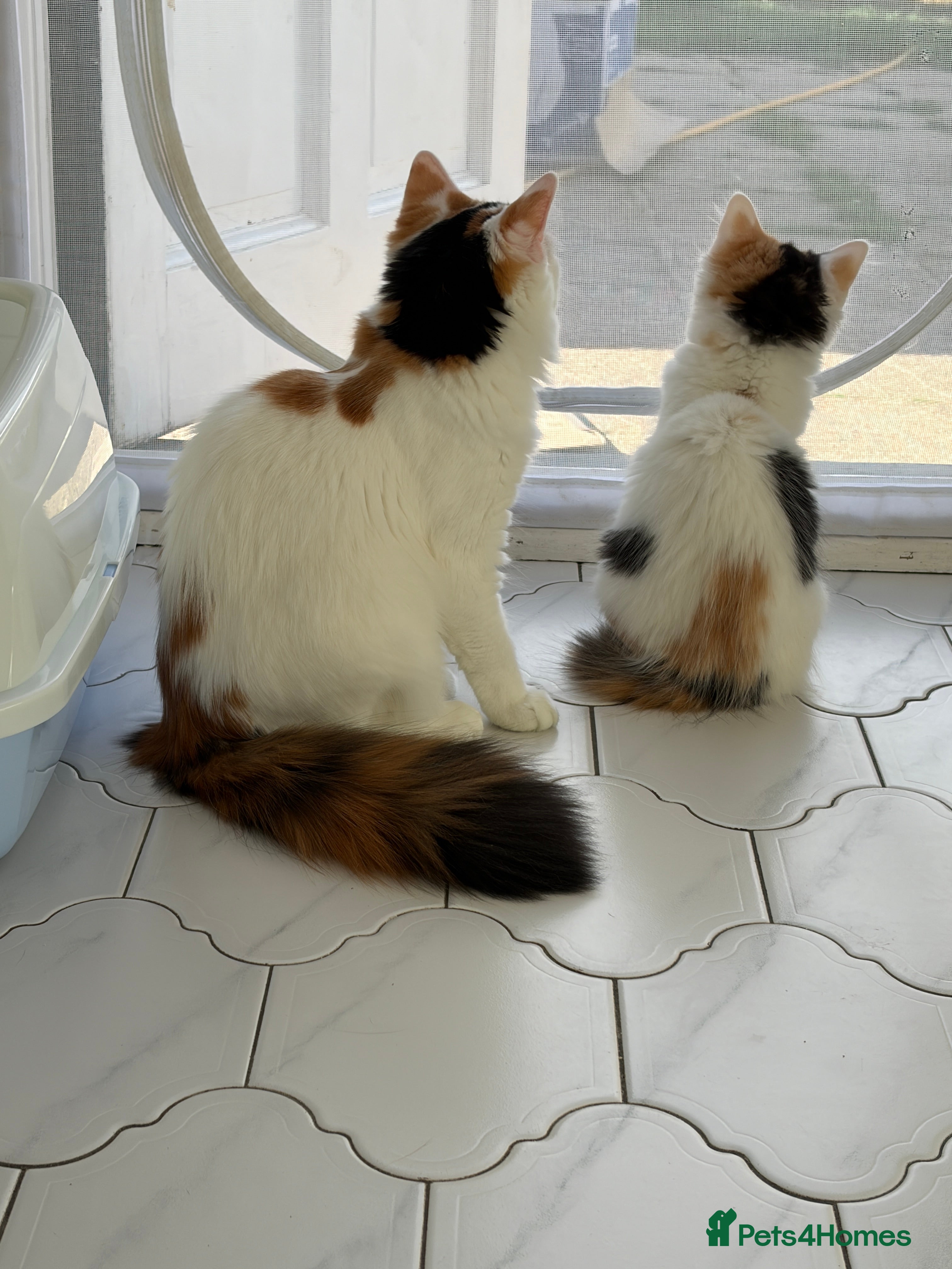 Mixed Breed cats Bobtail and Ragdoll mixed - Advert 2
