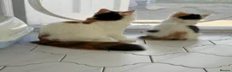 Mixed Breed cats for sale: Bobtail and Ragdoll mixed - Advert 2