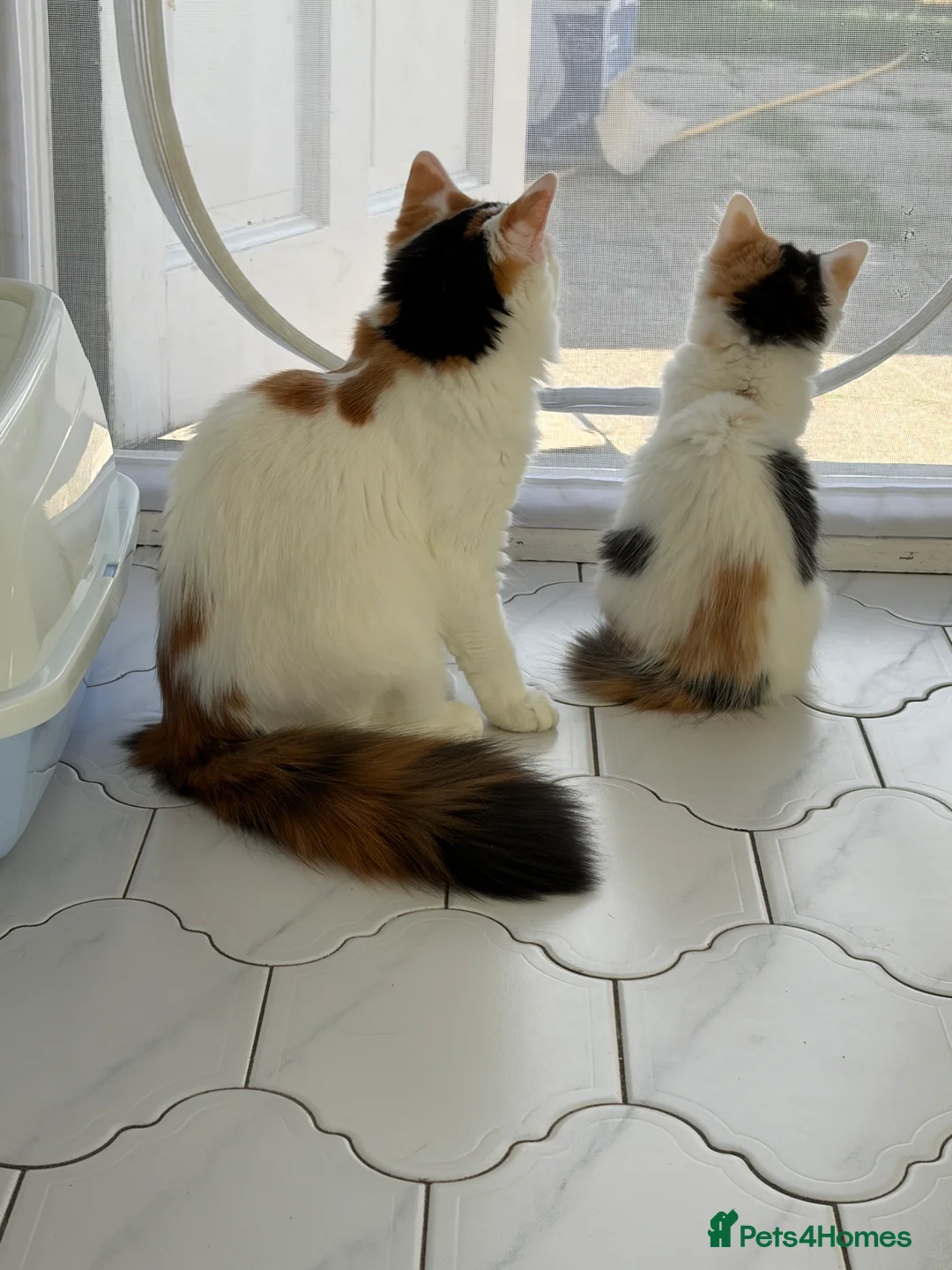 Mixed Breed cats for sale: Bobtail and Ragdoll mixed - Advert 2