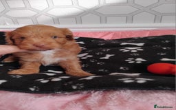 Cavachon dogs for sale: Beautiful golden cavapoochons puppies  - Image 4