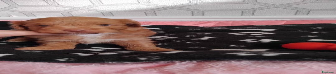Cavapoochons Puppy 3