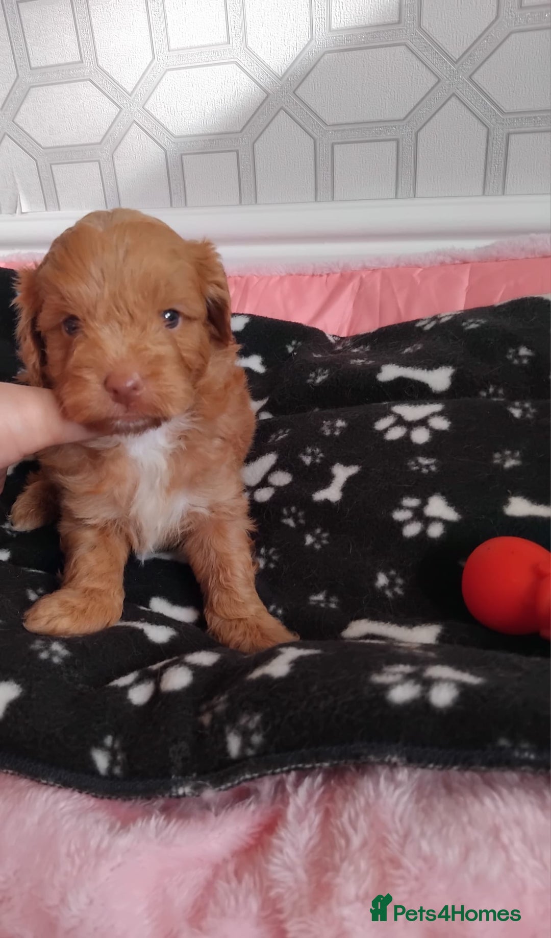 Cavachon dogs for sale: Beautiful golden cavapoochons puppies  - Image 4