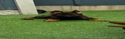 German Shepherd dogs for sale: KC Czech working line German shepherd puppies  - Advert 4