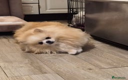 Pomeranian dogs for stud: HIGH QUALITY HALF KOREAN LINE  BOY FOR STUD in Leeds - Advert 4