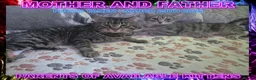 Mixed Breed cats for sale: Silver Bengal X Savannah Kittens For Sale - Advert 3