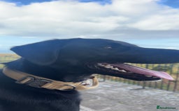 Borador dogs for sale: Bruno  - Image 5